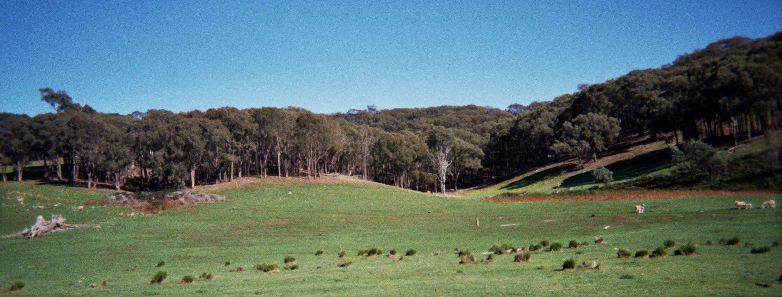 Archtypal land sparing in the Australian southeastern grazing landscape.