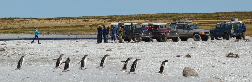Landrovers, researchers and penguins on a Falklands beach, January 2015 (photo: Carlos Andrade Amaya)