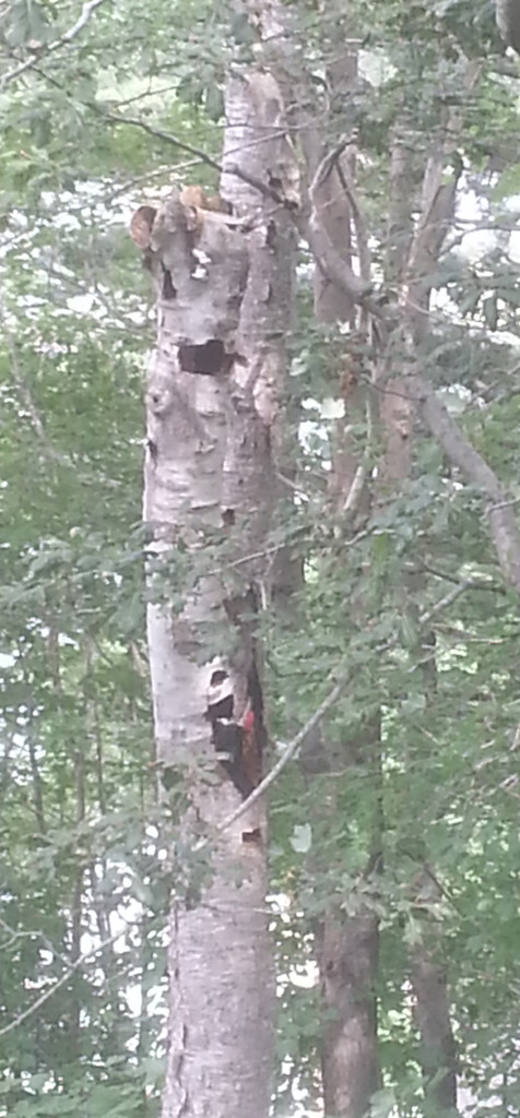 A female woodpecker at work on a dead backyard tree in Halifax, August 2016.