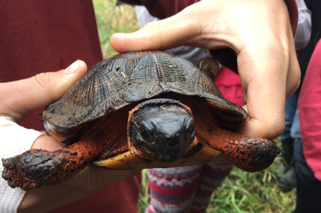 A wood turtle found by Grade 9 students from Middleton, out with Katie McLean from CARP and Simon Greenland-Smith, in September 2016.
