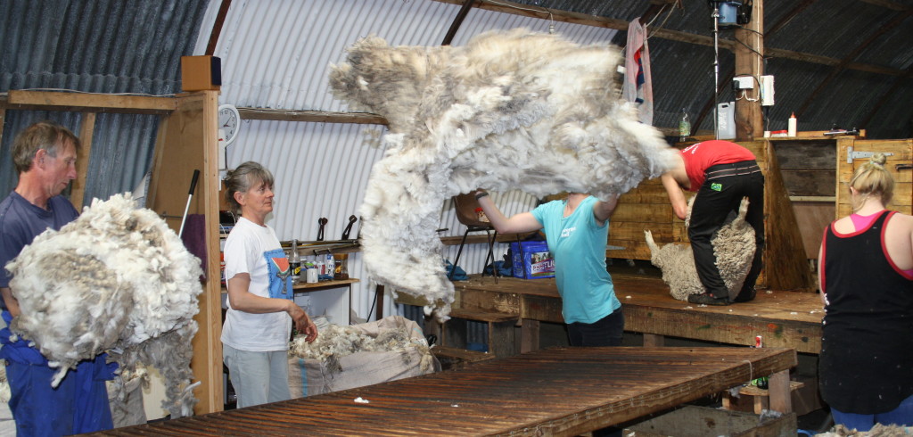Marilou throws a fleece in the Dunbar shearing shed, as Alex shears, Polly rousies, and Hugues and Marie-Paul look on.