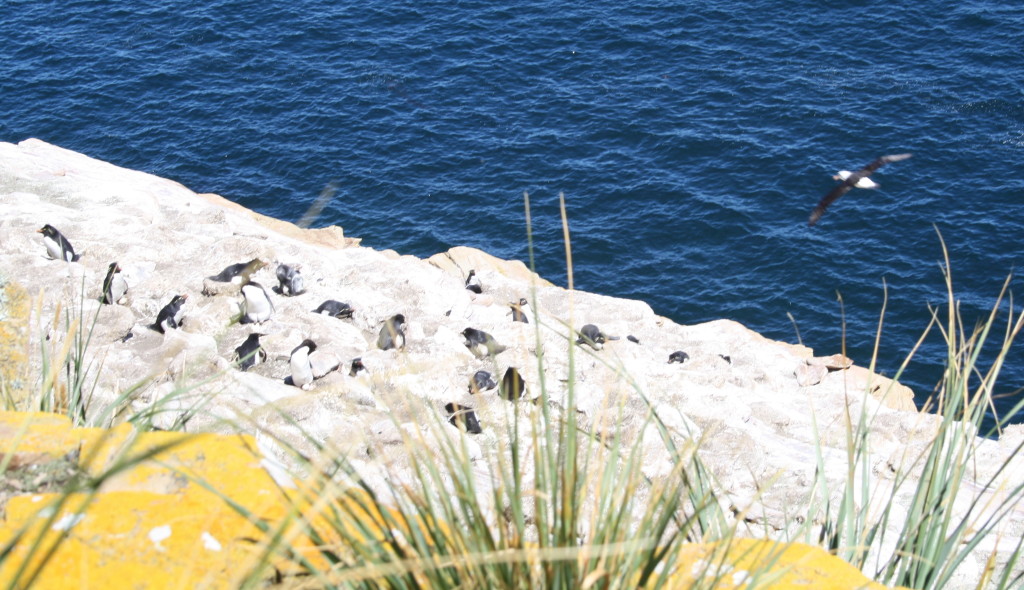 Black-browed albatrosses patrol the rockhopper penguins, guarding their eggs, on a cliff at Dunbar, West Falkland.