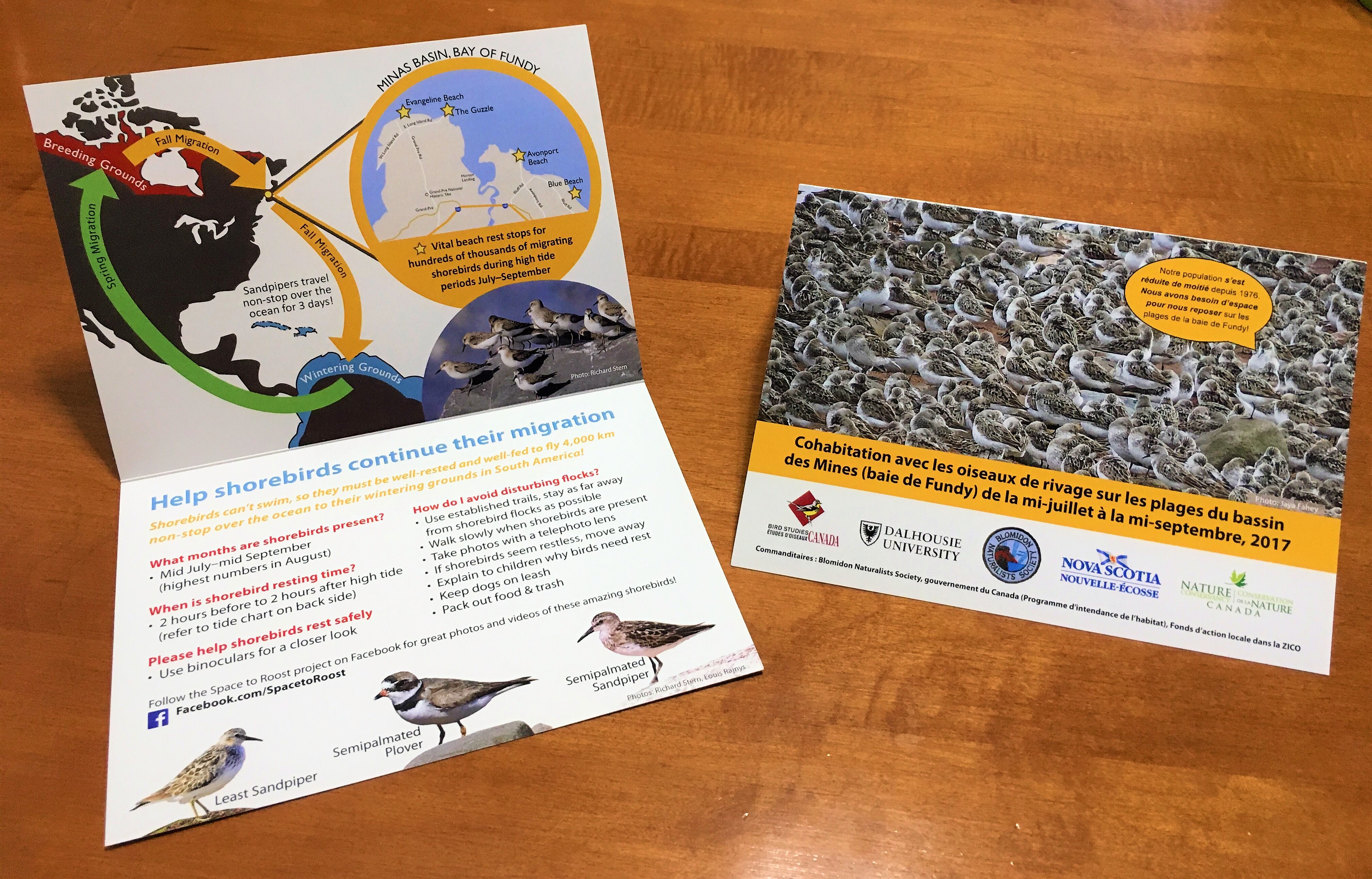 Bilingual material about making space for shorebirds to rest this migration season.